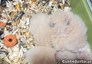 imagem_2