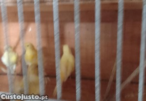 imagem_3