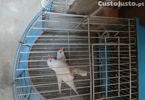 imagem_4