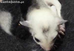 imagem_6