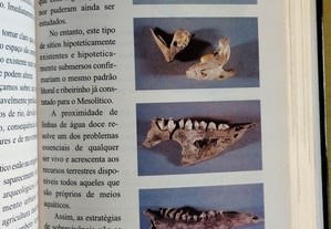 imagem_10