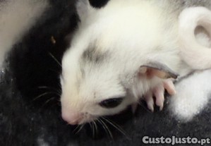 imagem_7