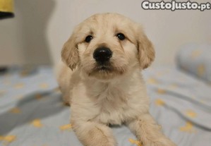 Cao de �gua Portugu�s Branco