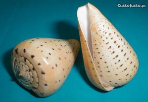 Búzio - Conus betulinus 7-8cm-conj.5pçs