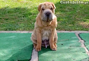 Shar pei macho... sharpei