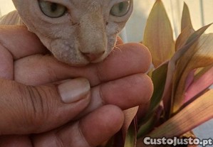 Gata sphynx