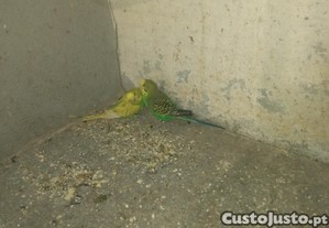 imagem_2
