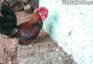 Galos