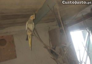 imagem_2