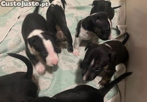 imagem_6