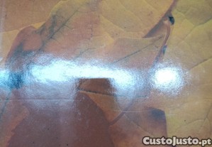 imagem_8