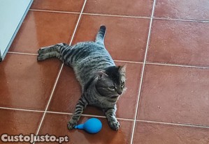 doação gatinho 7 meses