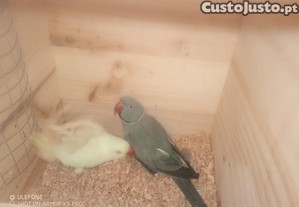 imagem_7