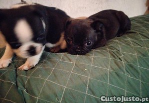 imagem_5