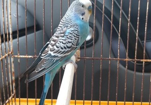 Periquito azul macho jovem.