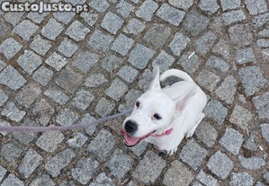 Cadela para adoo
