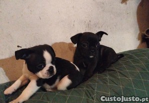 imagem_1