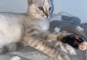 Duas lindas gatinhas à procura de nova familia