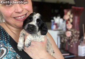 Cocker Spaniel Ingls - Criador Registado no CPC