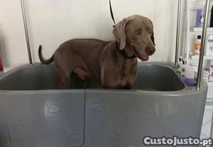 Banheira para ces e gatos