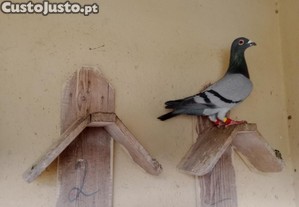 imagem_2