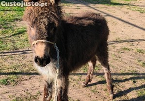 Burro anão