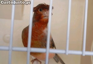Canários Arlequim Português e Gaiolas