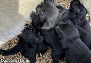 Labradores bebs