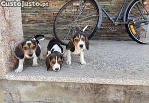 Beagles tricolor