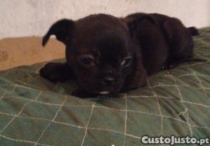 imagem_6