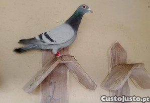 imagem_5
