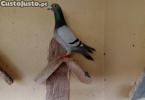 imagem_6