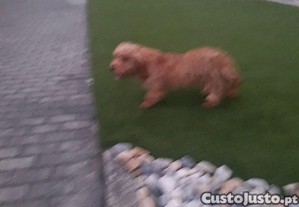 imagem_3