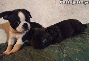 imagem_3