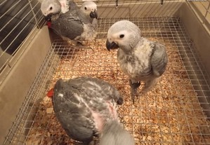 Papagaios cinzentos bebés