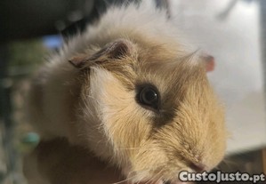 Porquinhos da ndia