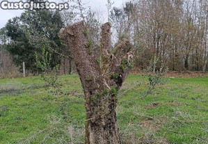 Oliveiras para jardim