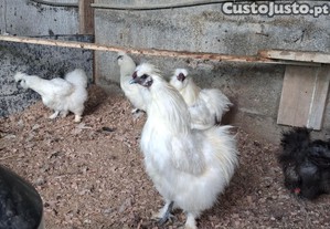 Galos sedosas