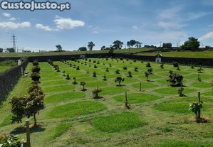 Trabalho em quinta -Arrifes