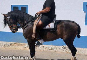 Cavalo montado