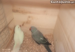 imagem_5