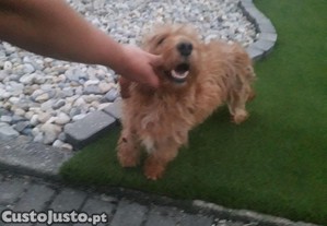 imagem_7