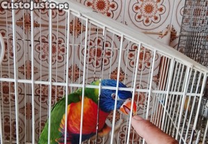 Loris molucano meiguinho