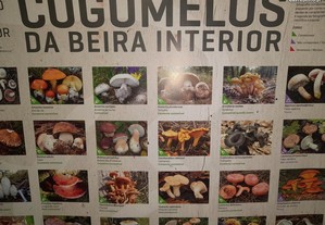 Poster Cogumelos da Beira Interior