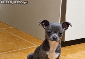 Chihuahua macho bebe
