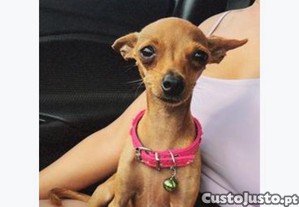 imagem_2