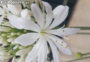 Agapanto branco em vaso