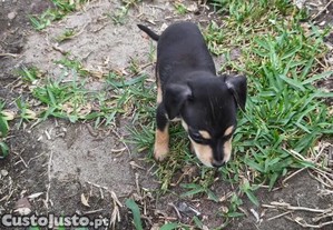 Pinscher pincher miniatura criado em ambiente familiar