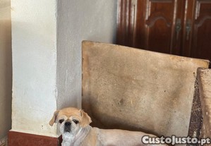imagem_2