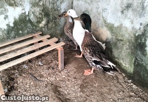 Marrecas e um marreco